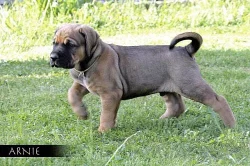 Tosa-Inu prodej štěňátek