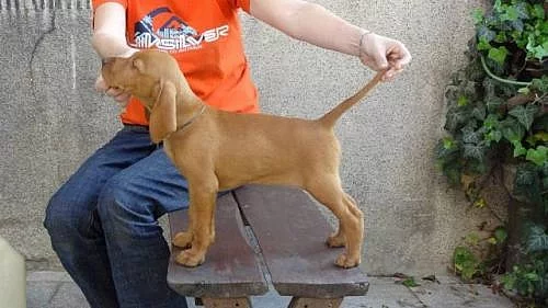 Maďarský ohař, vizsla štěňata s PP