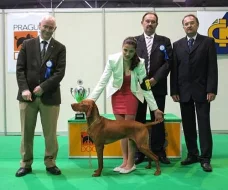 Maďarský ohař, vizsla štěňata s PP