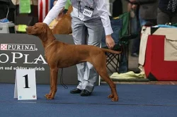 Maďarský ohař, vizsla štěňata s PP