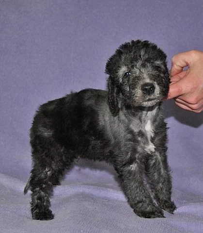 Bedlington teriér