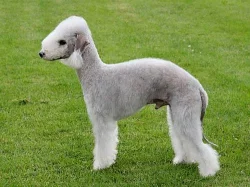 Bedlington teriér