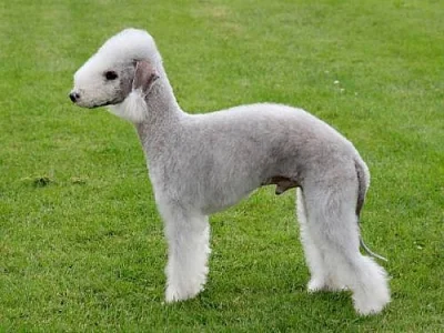 Bedlington teriér