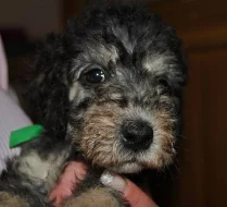 Bedlington teriér