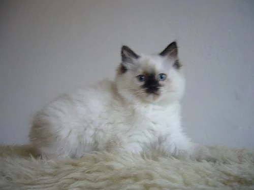 Koťatka Ragdoll s PP