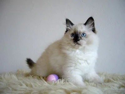 Koťatka Ragdoll s PP