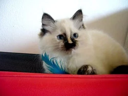 Koťatka Ragdoll s PP