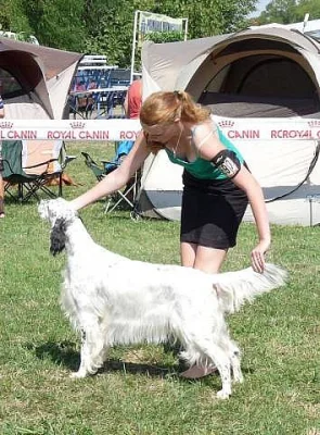 Anglický setr, krásná štěňátka s PP
