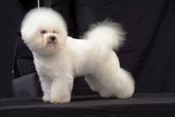BIŠONEK-BICHON A POIL FRISE