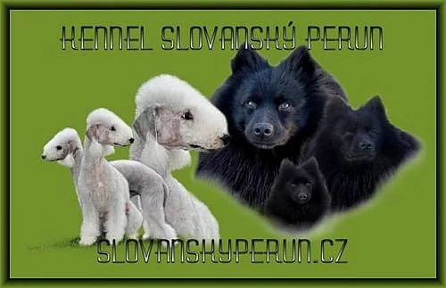 Bedlington Terrier
