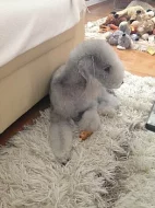 Bedlington Terrier