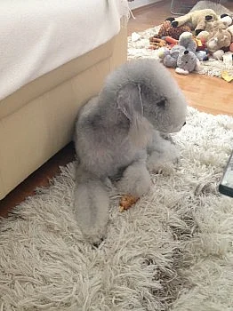 Bedlington Terrier