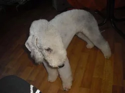 Bedlington Terrier