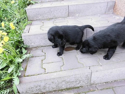 Flat Coated Retriever
