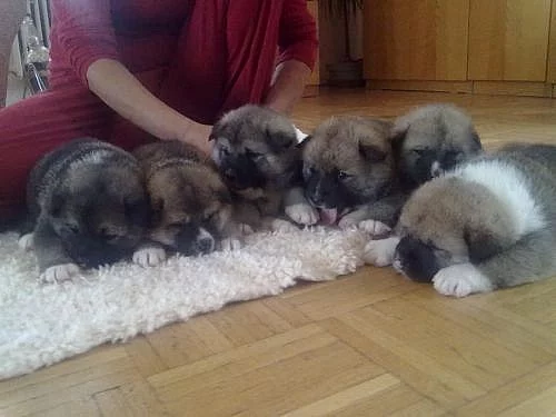 Štěňátka Akita Inu