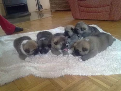Štěňátka Akita Inu