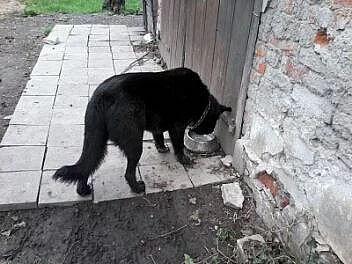 Daruji psa Sao - spěchá