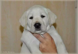 Labradorský retrívr štěňátka s PP