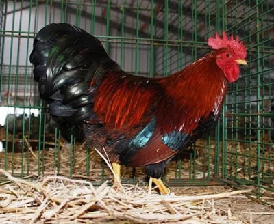 Velsumka zdrobnělá (rezavé koroptví)