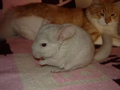 Dva činčilí samečci