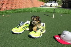 Jorkšírský terrier v čokoládové barvě - štěňátka