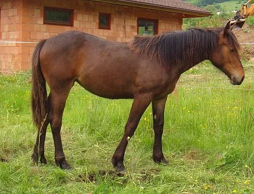 Ročka klisna Welsh Part-bred, velšský polokrevník