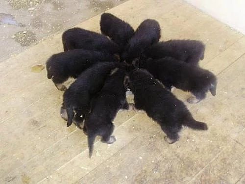 Prodám štěňata německého ovčáka