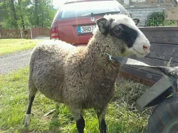 Beránek a ovečka
