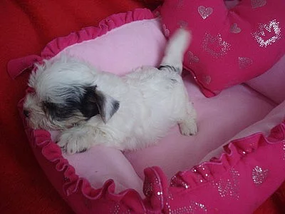 Biewer yorkshire terrier - štěňátko s PP