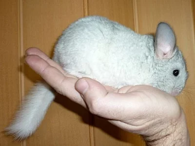 ČINČILA VLNATÁ