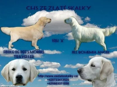 Zlatý retriever-štěňátka s PP