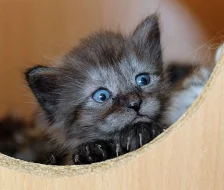 Sibiřská koťata s PP.