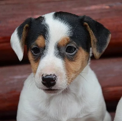 štěnátka jack russell terier