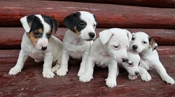 štěnátka jack russell terier