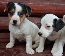 štěnátka jack russell terier