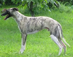 vipet - whippet krytí