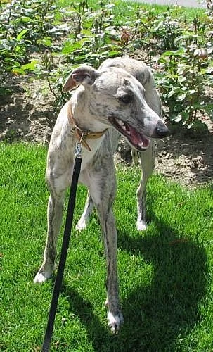 vipet - whippet krytí