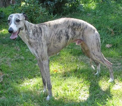 vipet - whippet krytí
