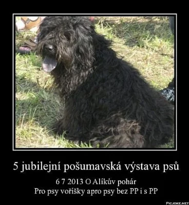 Alikův pohár 2013 Dog Show