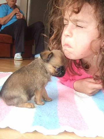 Brabantík červený s PP