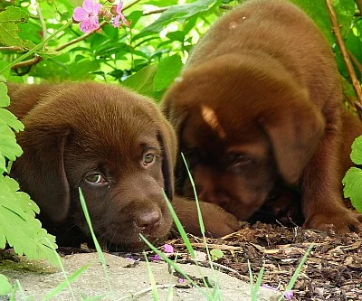 Labradorský retrívr, čokoládová štěňátka
