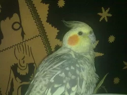 opeřený mazlíček