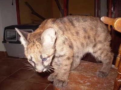 PUMA