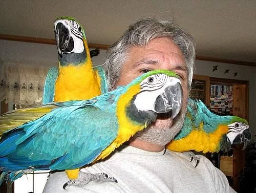 krásný modrá a zlatá papoušek papoušci