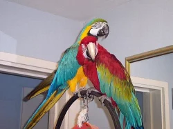 krásný modrá a zlatá papoušek papoušci