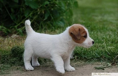 Jack Russell Teriér - štěňátka s PP