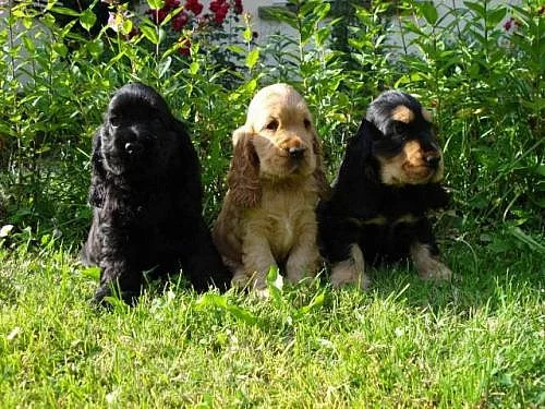 ANGLICKÝ KORŠPANĚL