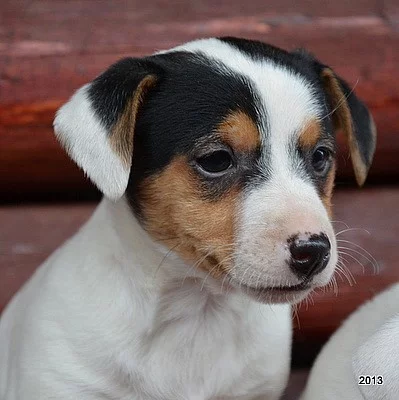 štěnátka jack russell terier