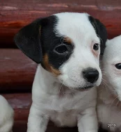 štěnátka jack russell terier