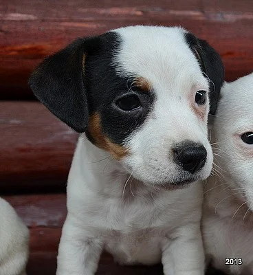 štěnátka jack russell terier